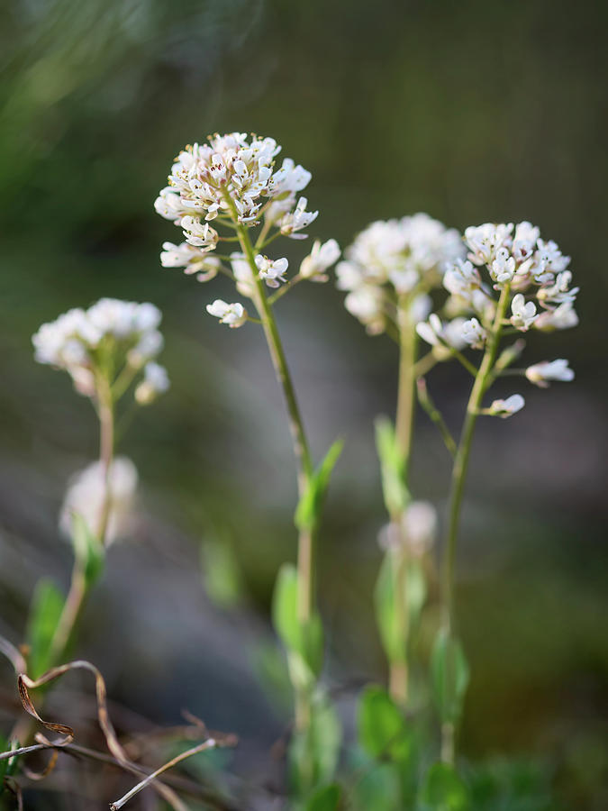 Flowers Still Life Photograph - Dreamy Alpine penny-cress by Jouko Lehto