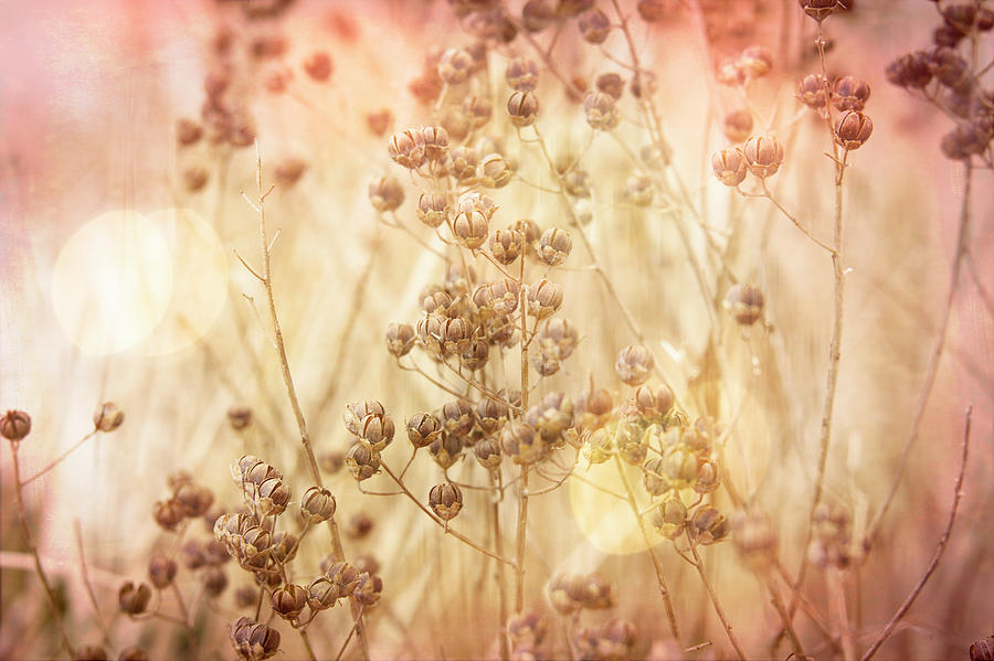 Dreamy Autumn SunLight On Seeds Photograph by Ann Powell