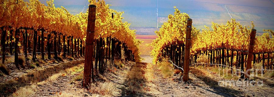 Dreamy Autumn Vineyards Panorama Photograph