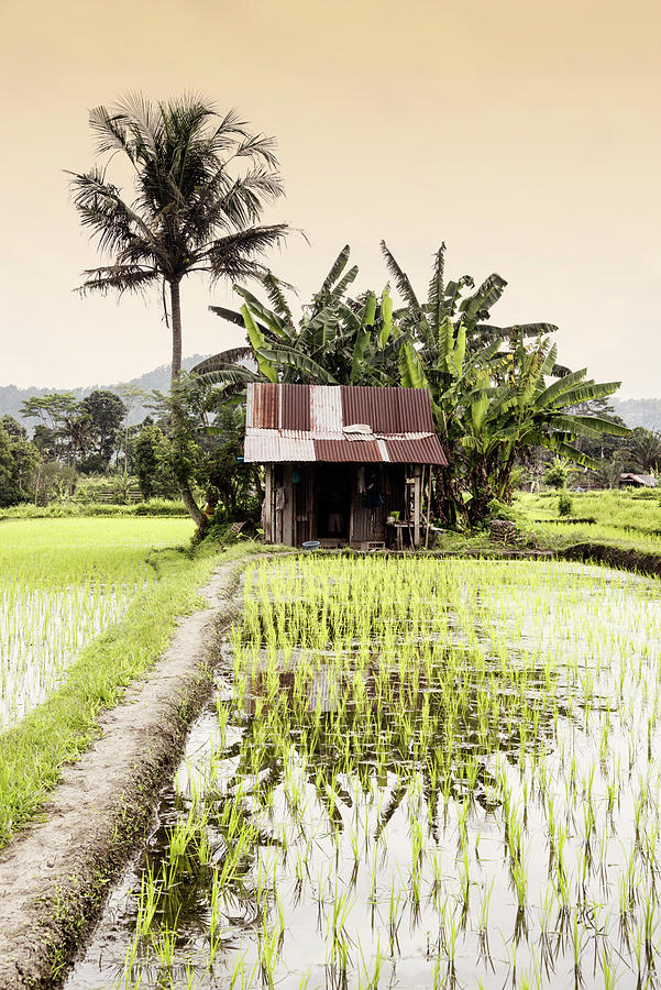 Dreamy Bali - Beautiful Paddy Fields Photograph by Philippe HUGONNARD