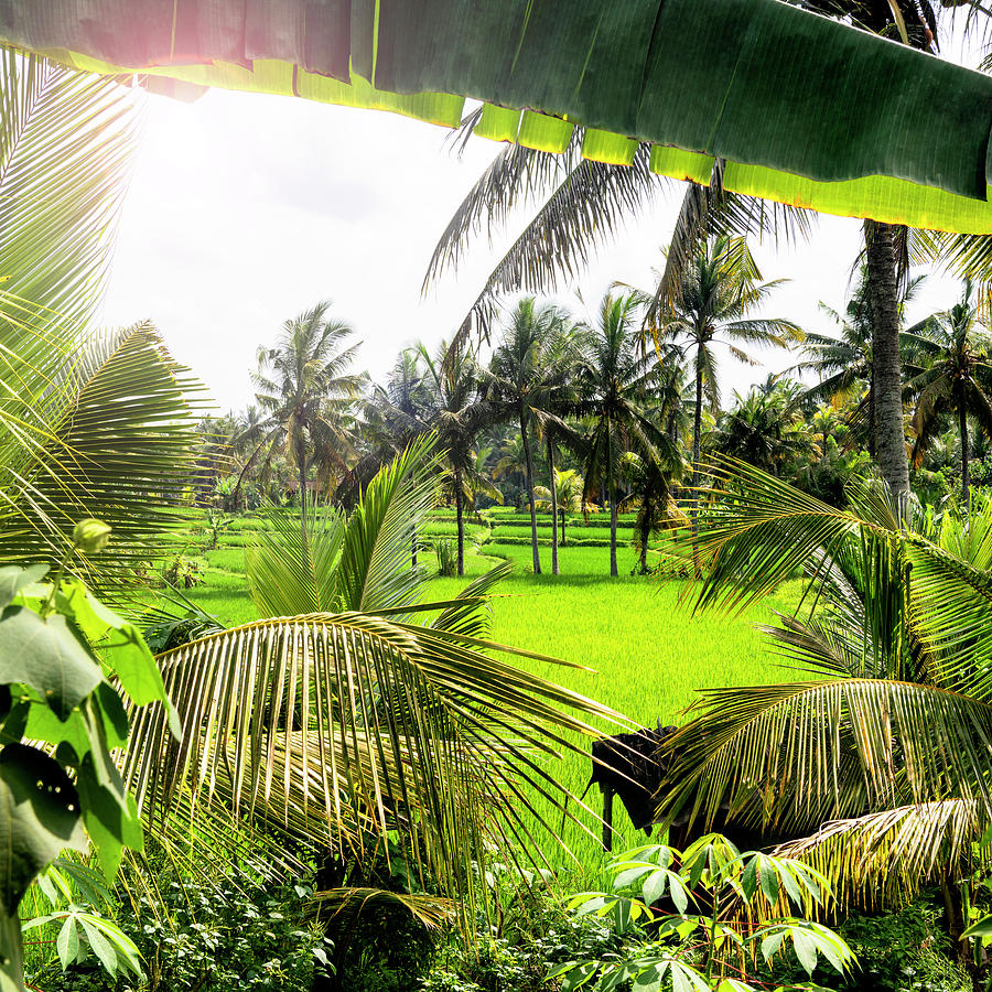 Dreamy Bali - Between Palm Leaves Photograph by Philippe HUGONNARD