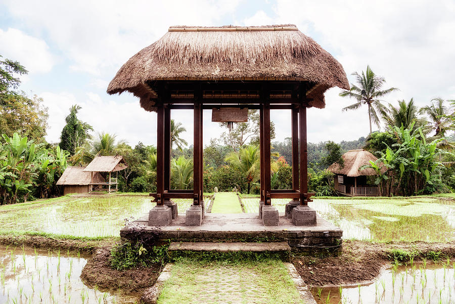 Dreamy Bali - Between Two Rice Fields Photograph by Philippe HUGONNARD