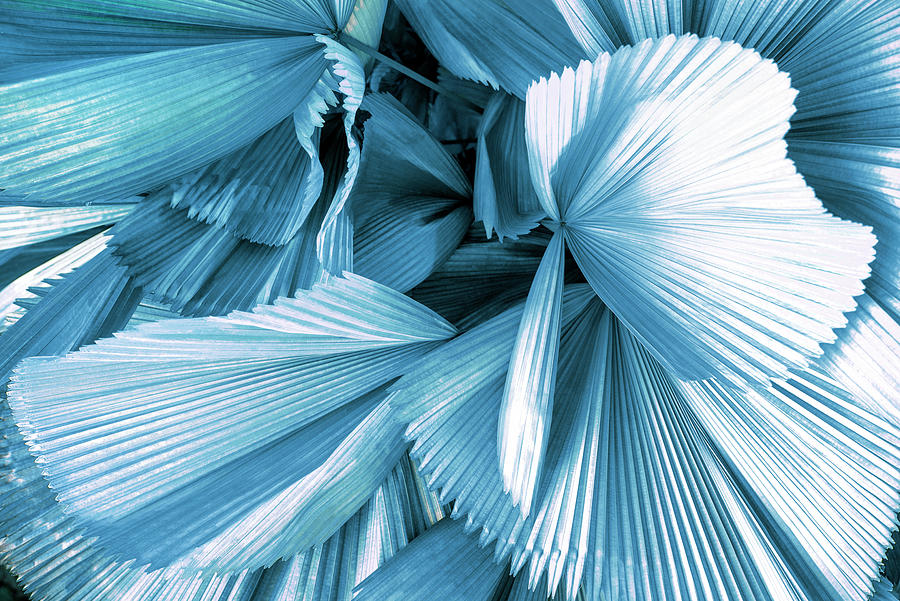 Dreamy Bali - Blue Palm Leaves Photograph by Philippe HUGONNARD