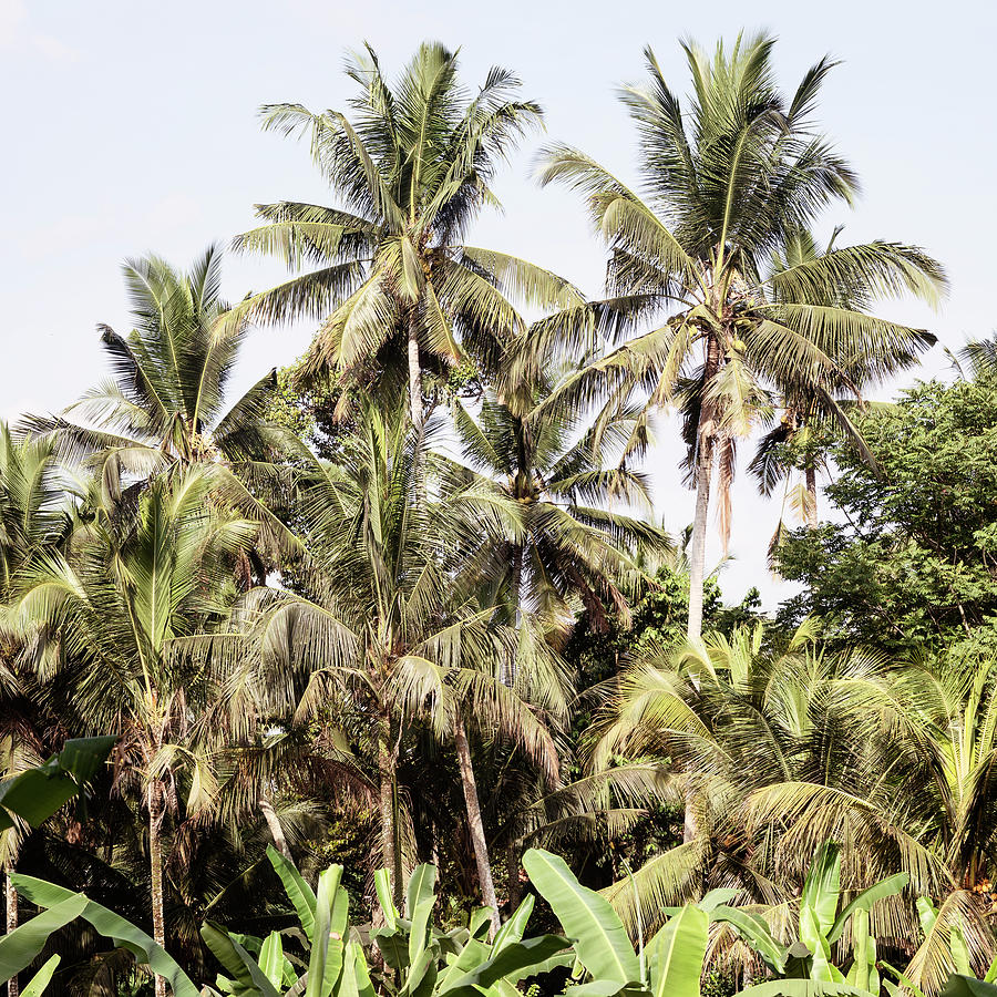 Dreamy Bali - Palm Trees II Photograph by Philippe HUGONNARD