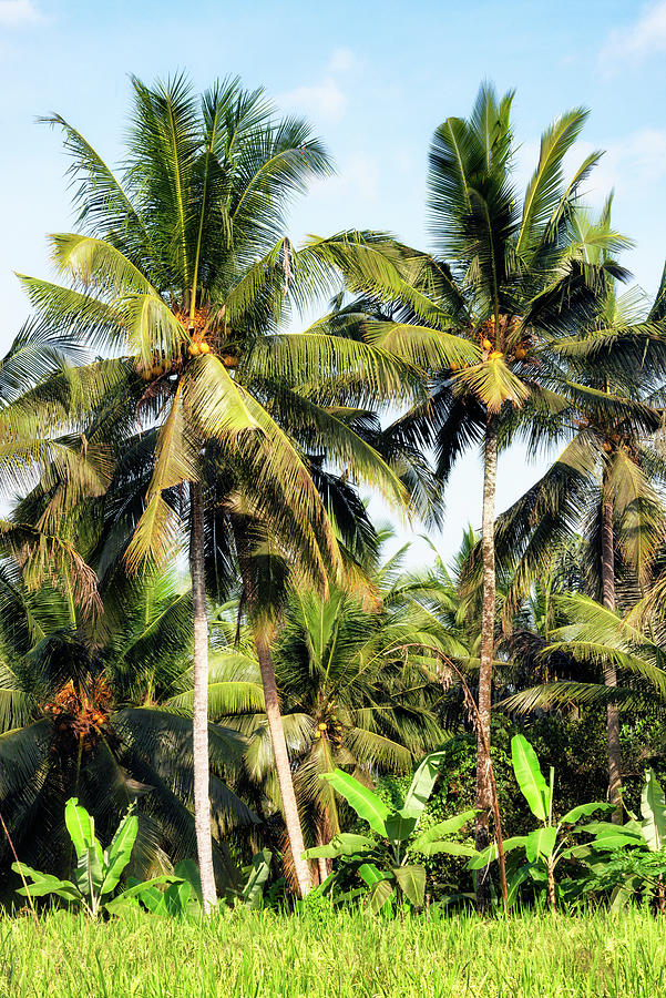 Dreamy Bali - Palm Trees Photograph by Philippe HUGONNARD