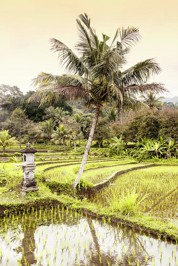 Dreamy Bali - Rice Fields Photograph by Philippe HUGONNARD