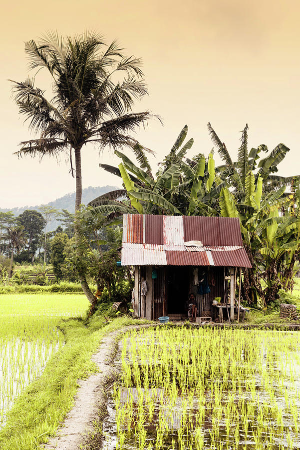 Dreamy Bali - Rice Fields Sunrise Photograph by Philippe HUGONNARD