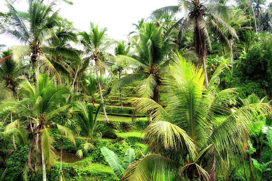 Dreamy Bali - Rice Terraces Between Palm Trees Photograph by Philippe HUGONNARD