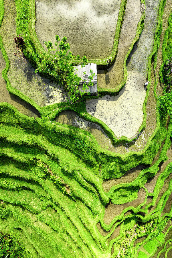 Dreamy Bali - Rices Terraces Farmer Working Photograph by Philippe HUGONNARD