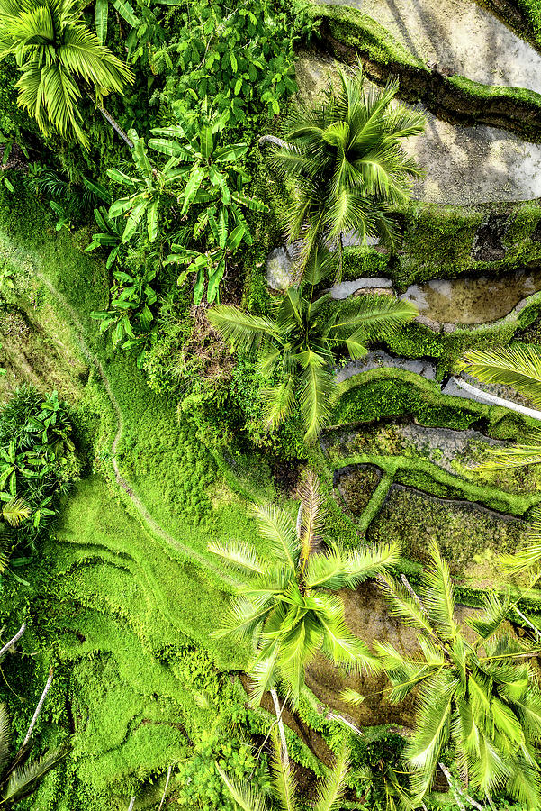 Dreamy Bali - Rices Terraces Ubud Photograph by Philippe HUGONNARD