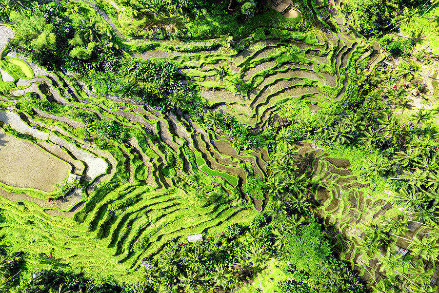 Dreamy Bali - Tegallalang Rice Field Terraces Photograph by Philippe HUGONNARD