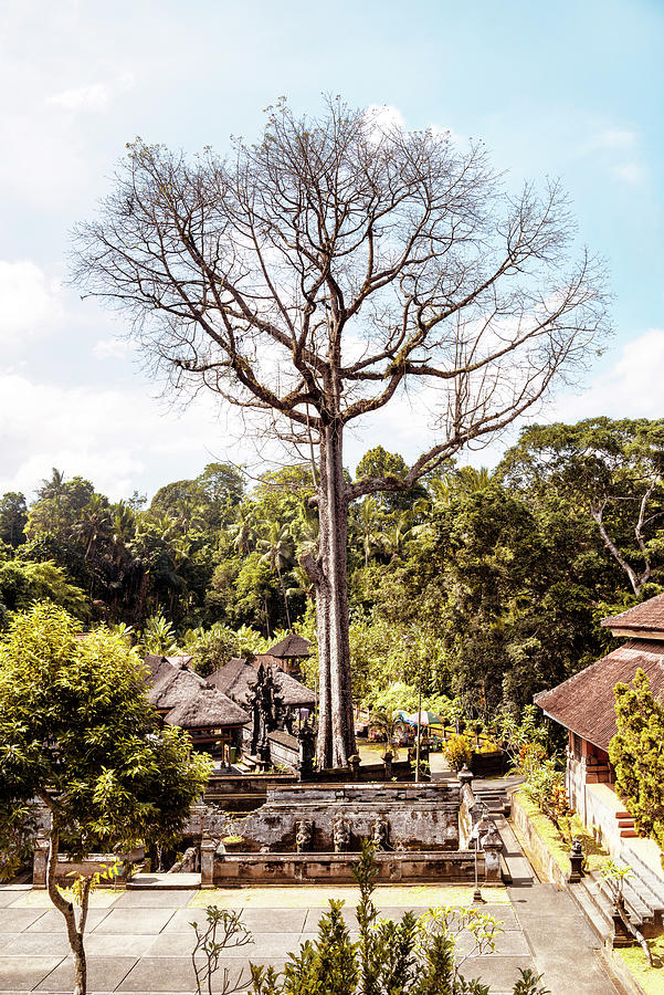Dreamy Bali - The Sacred Tree Photograph by Philippe HUGONNARD