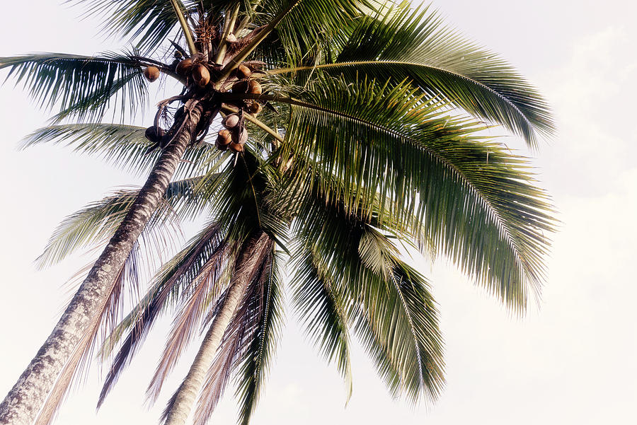 Dreamy Bali - Tropical Palm Trees Photograph by Philippe HUGONNARD
