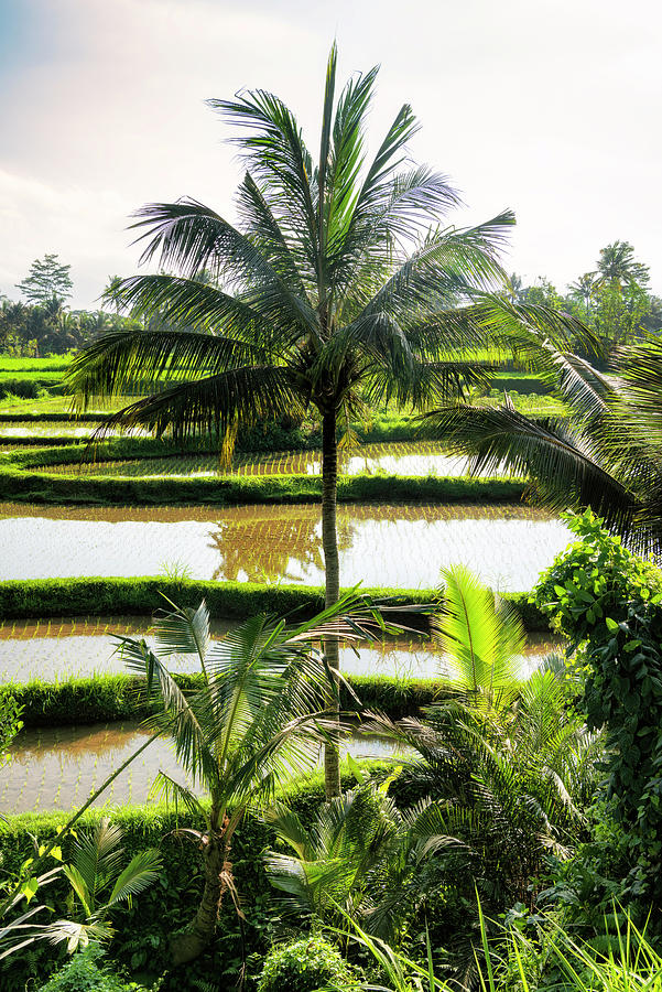Dreamy Bali - Ubud Rice Fields Photograph by Philippe HUGONNARD