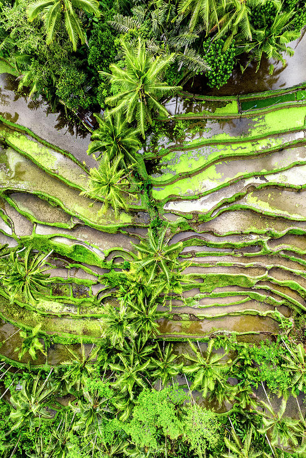 Dreamy Bali - Ubud Rices Terraces Photograph by Philippe HUGONNARD