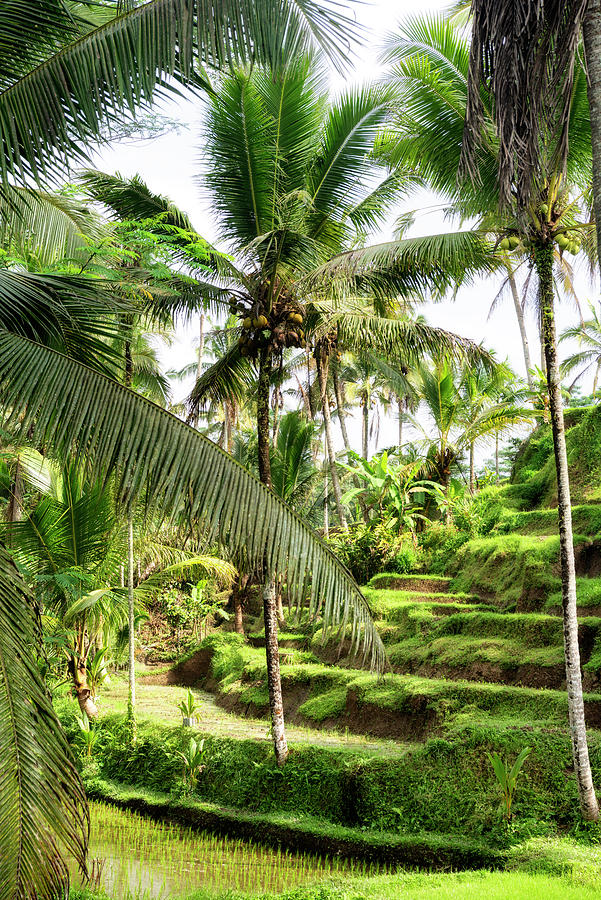 Dreamy Bali - Wild Palm Trees Photograph by Philippe HUGONNARD