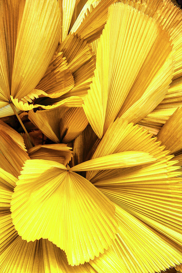 Dreamy Bali - Yellow Palm Leaves Photograph by Philippe HUGONNARD