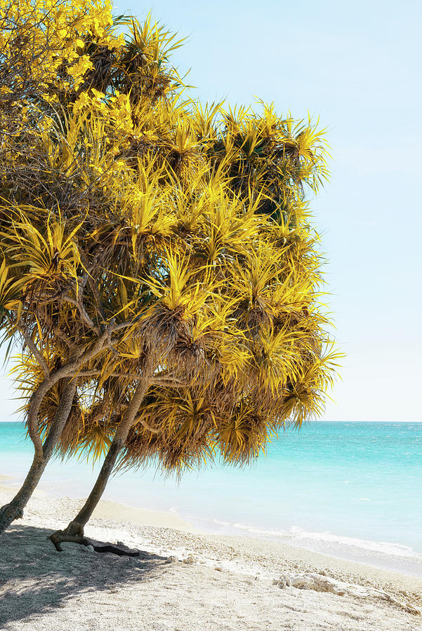 Dreamy Bali - Yellow Trees Photograph by Philippe HUGONNARD