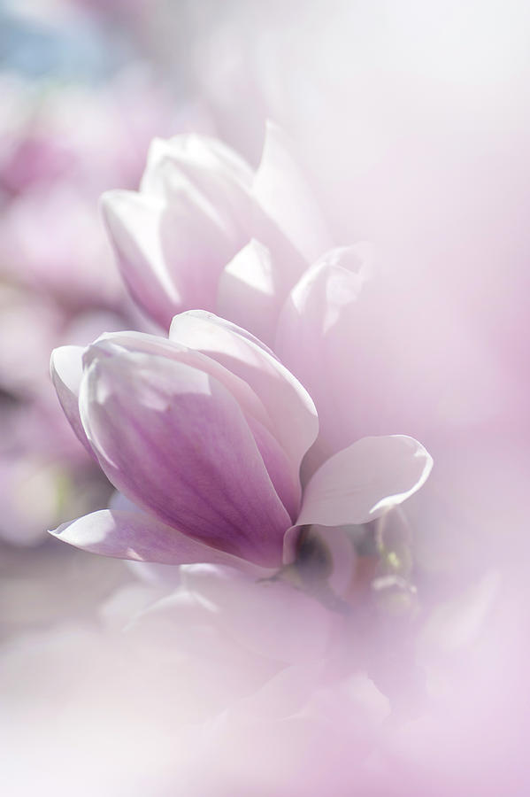 Dreamy  Blooms of Chinese Magnolia 1 Photograph by Jenny Rainbow