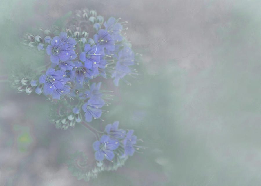 Dreamy Blue Flowers Photograph by David and Carol Kelly