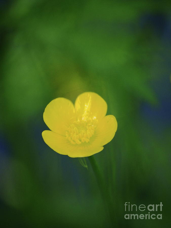 Dreamy Buttercup Flower Photograph by Dorothy Lee