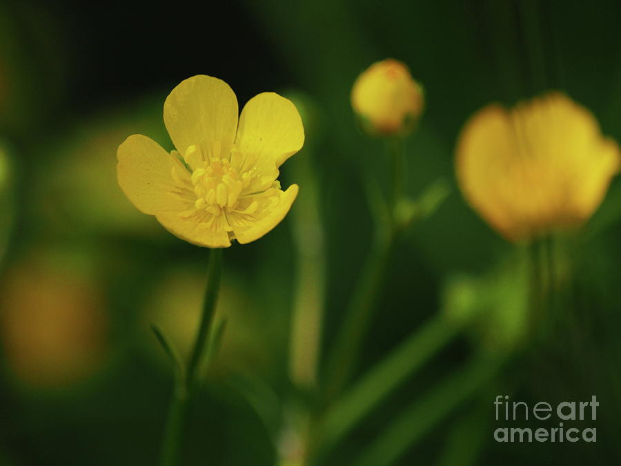 Dreamy Buttercups 2 Photograph by Dorothy Lee