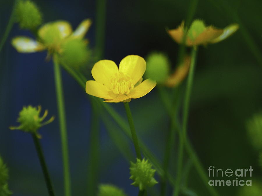 Dreamy Buttercups 3 Photograph by Dorothy Lee