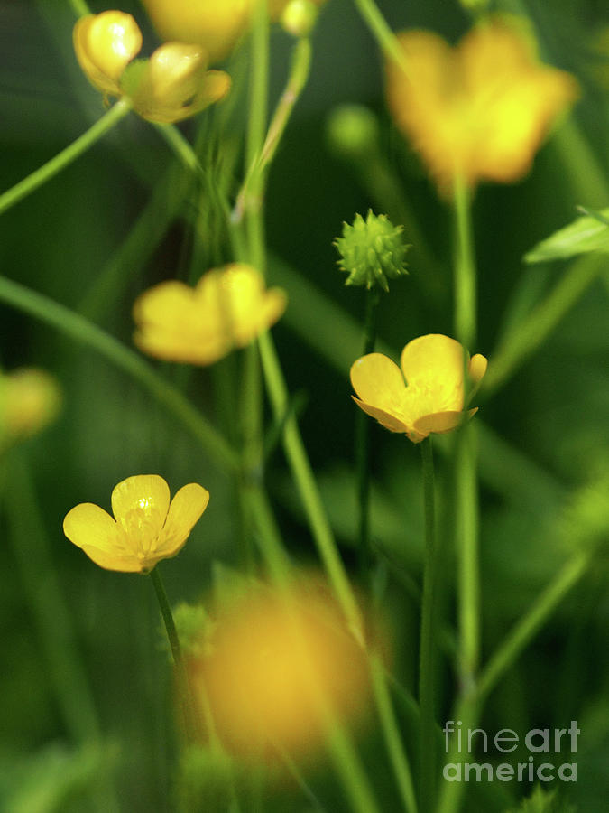 Dreamy Buttercups Photograph by Dorothy Lee