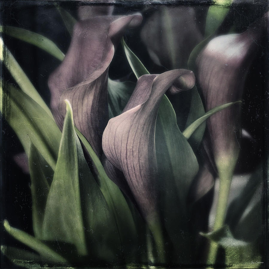 Dreamy Calla Lilies Photograph by Joy Sussman