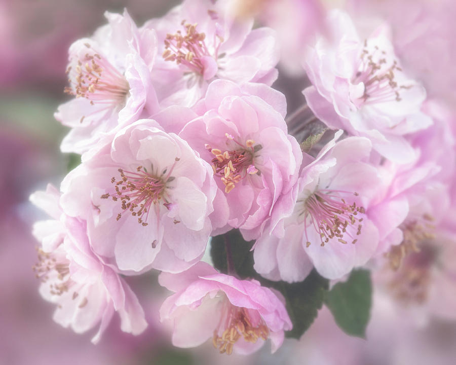Dreamy Cherry Blossoms Photograph by Teresa Wilson