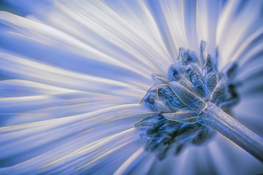 Dreamy Chrysanthemum Blues Photograph by Bill and Linda Tiepelman