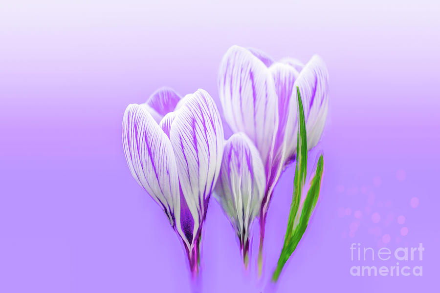 Dreamy Crocus Photograph by Alison Chambers