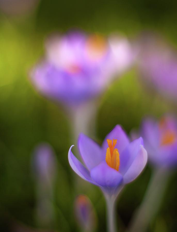 Dreamy Crocus Blooms Photograph by Mike Reid