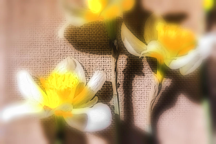 Dreamy Daffies Photograph