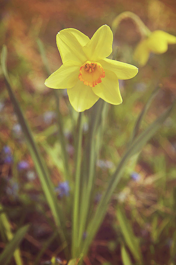 Dreamy Daffodil Photograph by Carrie Ann Grippo-Pike