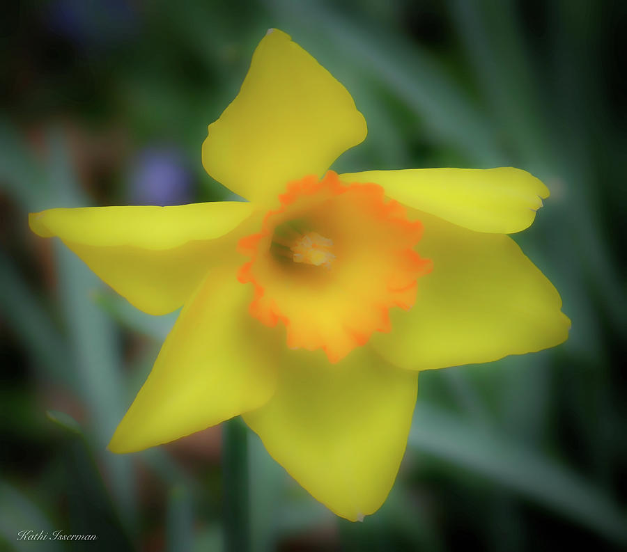 Dreamy Daffodil Photograph by Kathi Isserman
