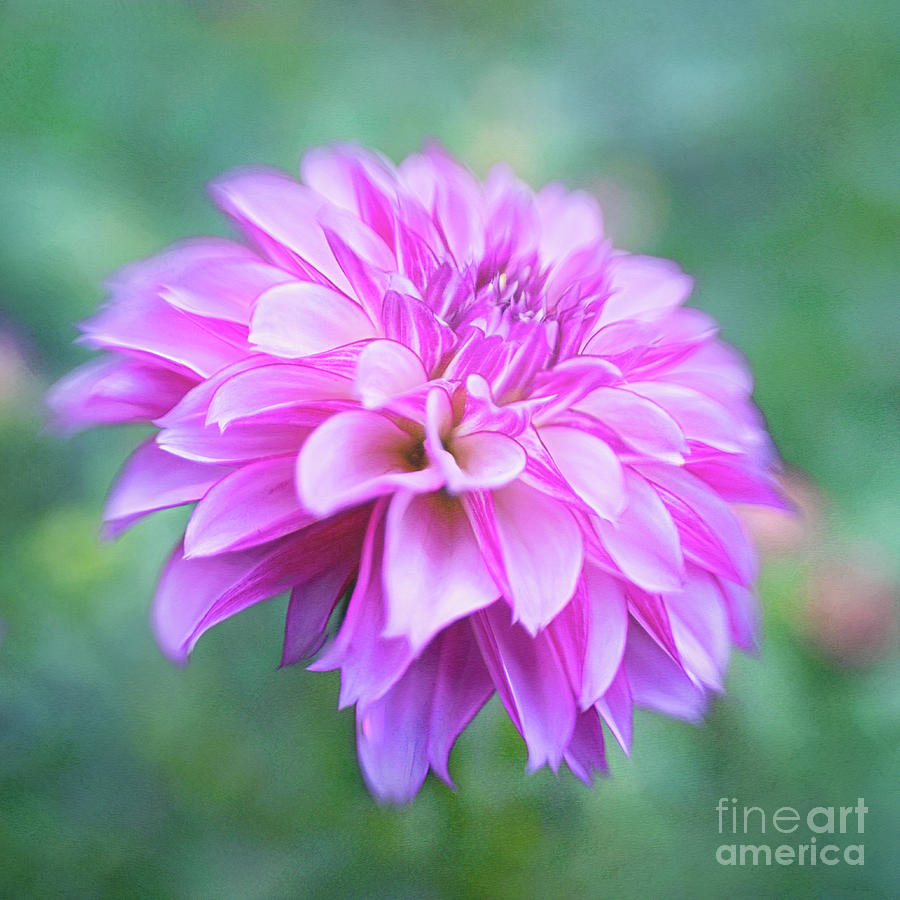 Dreamy Dahlia Delight in Pink and Purple Photograph by Anita Pollak