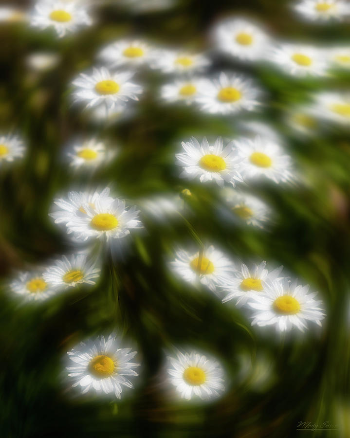 Dreamy Daisies Photograph by Marty Saccone