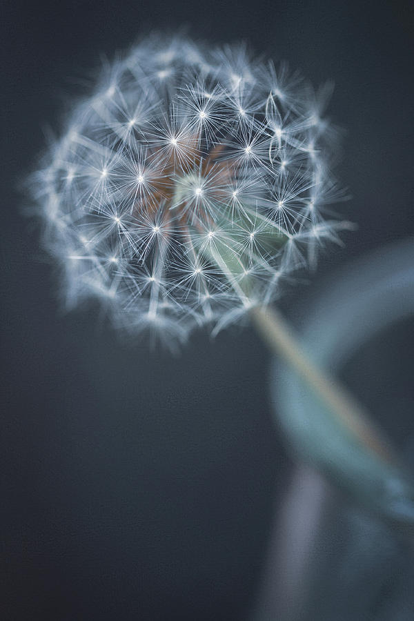 Dreamy Dandelion Photograph by HB Lee | Fine Art America