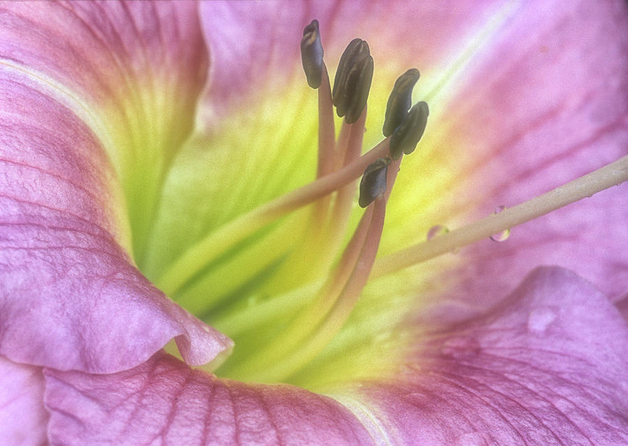 Dreamy Daylily Photograph by Dave Mills