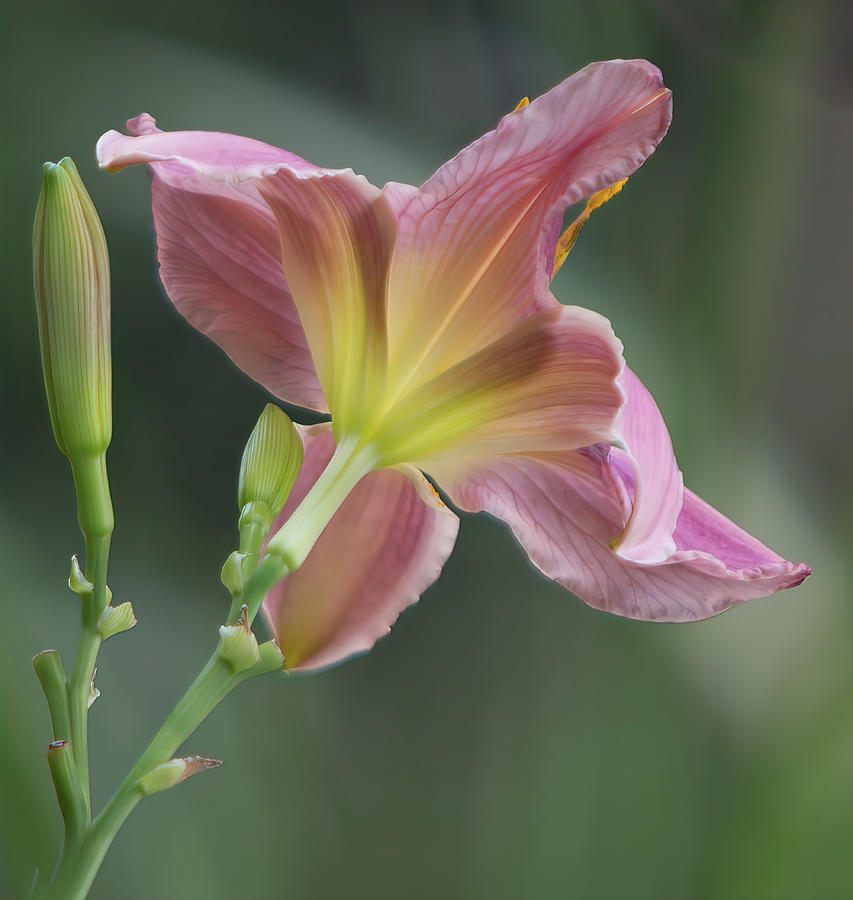 Dreamy Daylily Photograph by Patti Deters