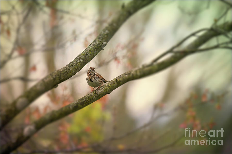Dreamy Days - Song Sparrow Photograph by Kerri Farley