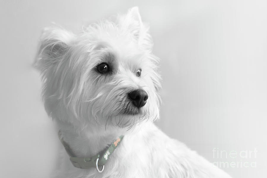 Dreamy Dog Portrait Photograph by Terri Waters