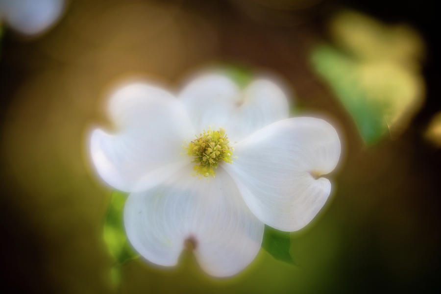 Dreamy Dogwood Photograph by Charles Hite