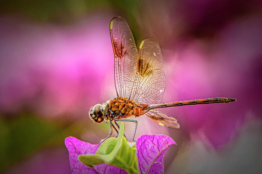 Dreamy Dragonfly Photograph by Don Durfee