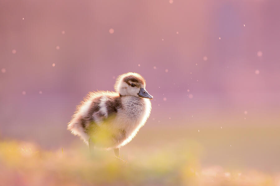 Goose Photograph - Dreamy Duckling by Roeselien Raimond