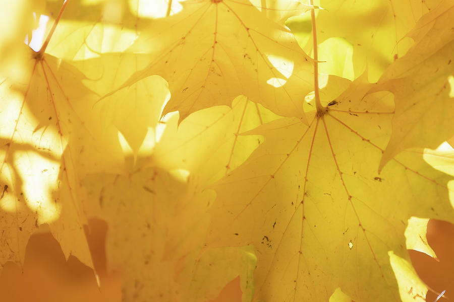 Dreamy Fall Leaves Photograph by Catherine Avilez