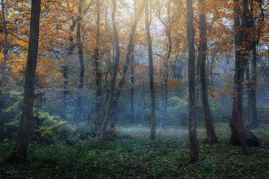 Dreamy forest in autumn. Photograph by Dejan Travica