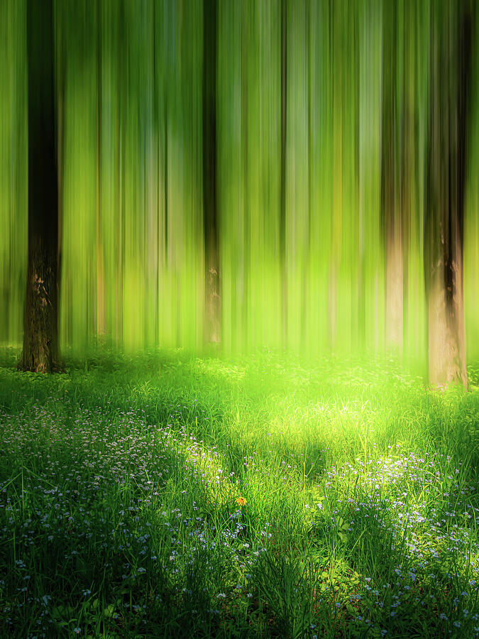 Tree Photograph - Dreamy Forest Scene by Nicklas Gustafsson