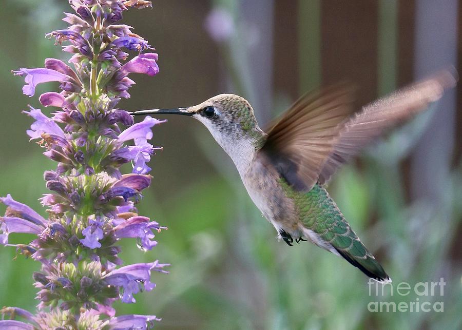Dreamy Garden Hummingbird Photograph by Carol Groenen